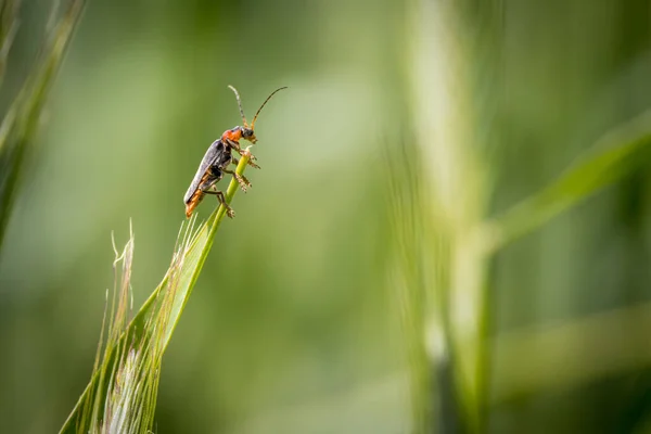Escarabajo Blando Sienta Sobre Una Espiga Grano — Foto de Stock