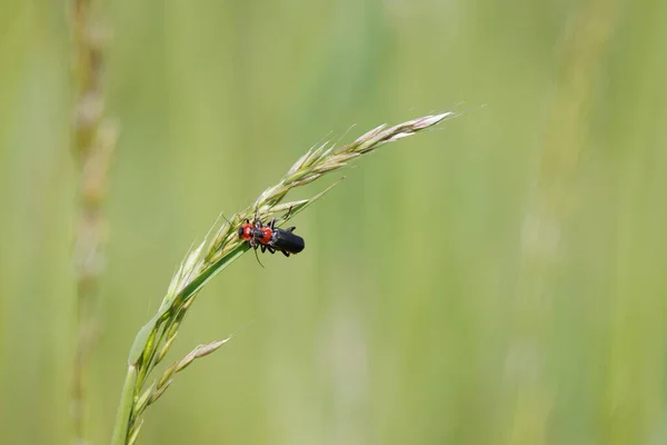Dos Escarabajos Cuerpo Blando Apareándose Una Hoja Hierba —  Fotos de Stock