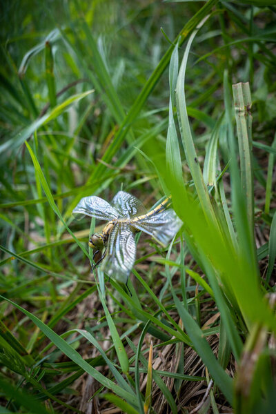 Стрекоза со сломанными крыльями лежит на земле в траве