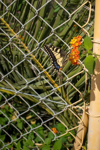 Ein Schwalbenschwanzschmetterling Sitzt Auf Einer Orangefarbenen Blume — Stockfoto