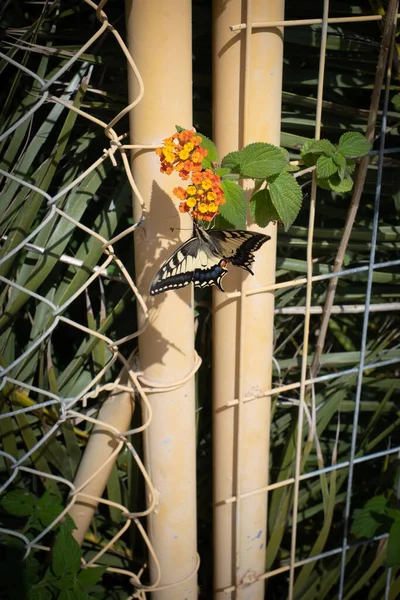 燕尾蝶坐在橙花上 — 图库照片