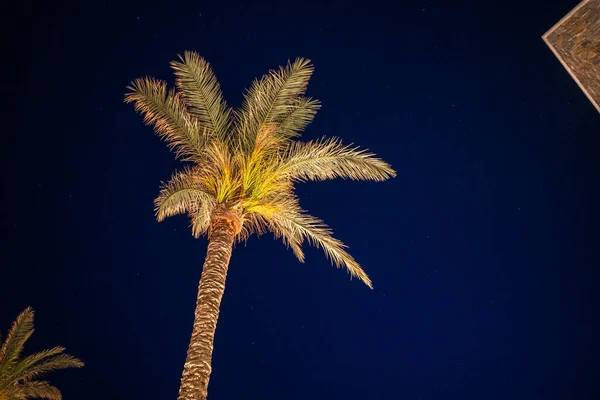 夜には椰子の木がライトアップされ — ストック写真