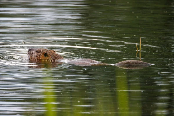 Uma Nutria Marrom Nada Lago — Fotografia de Stock