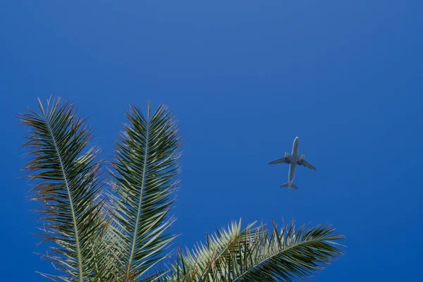 Avión Vuela Más Allá Una Palmera Cielo Azul —  Fotos de Stock