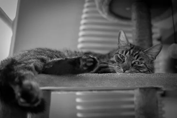 Gato Cinza Dorme Posto Arranhão Gatos — Fotografia de Stock