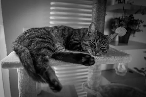 a gray cat sleeps on a scratching post for cats