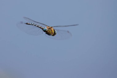 a close up of a large flying dragonfly