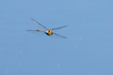 a close up of a large flying dragonfly