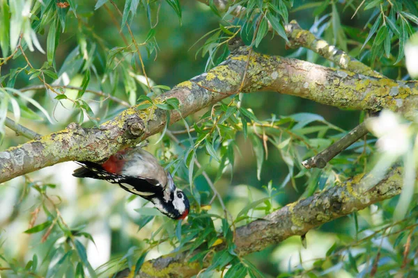 Spotted Woodpecker Hangs Upside Branch — Stock Fotó