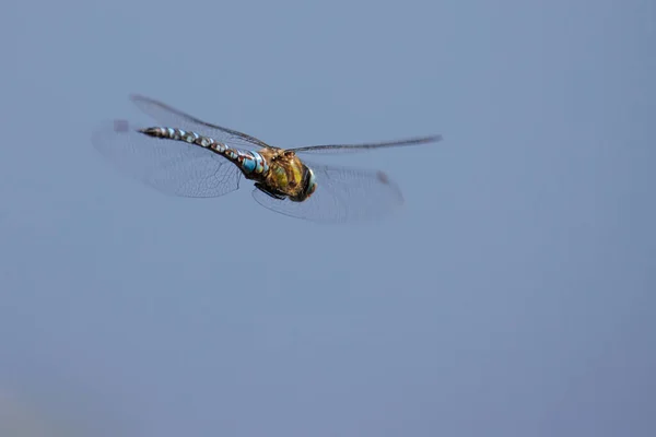 Close Large Flying Dragonfly — Fotografia de Stock