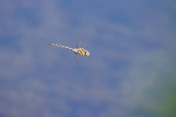 Close Large Flying Dragonfly — Stock fotografie