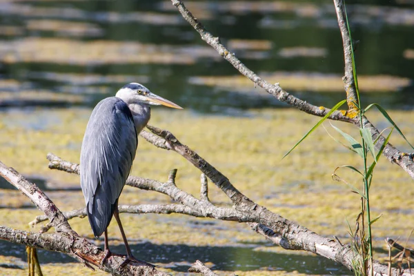 Gray Heron Stands Branch Water — Fotografie, imagine de stoc