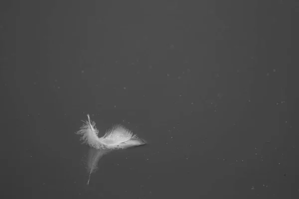 a white feather floats on calm water