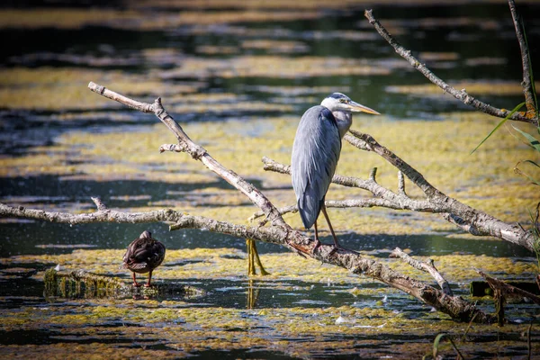 Gray Heron Stands Branch Water — Stok fotoğraf