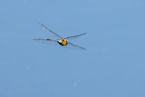 Close Large Flying Dragonfly — 图库照片