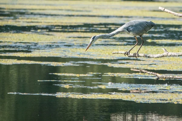 Gray Heron Stands Branch Water Looks Fishes — Fotografia de Stock