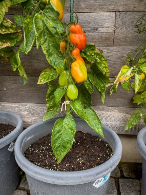 Tomatoes ripen on the perennials on a house wall