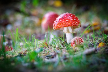 Yeşil bir çayırda parlak kırmızı bir mantar duruyor.
