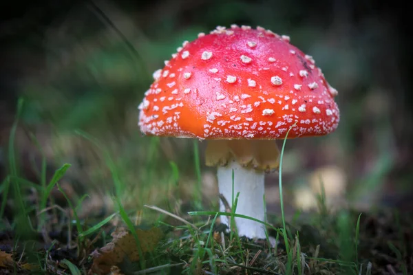 Green Meadow Stands Bright Red Toadstoo — Stock Photo, Image