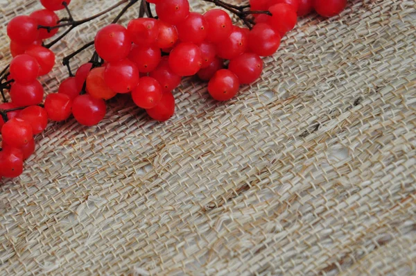 Çarşaf kumaşında bir demet kırmızı Ashberry.