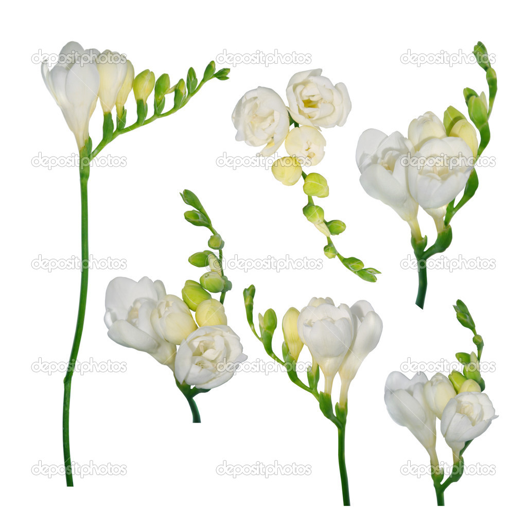 Flores de freesia blanca sobre fondo aislado: fotografía de stock ©   #41439081 | Depositphotos