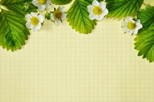 Зелене листя і білі квіти на фоні листка суниці — стокове фото
