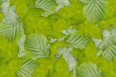 Background from leaves of different trees