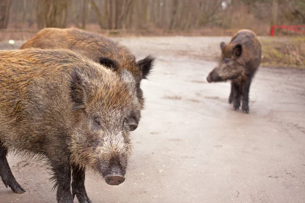 Wild boars — Stock Photo, Image