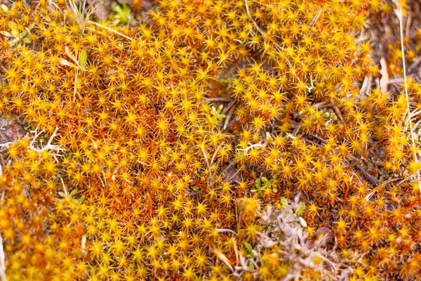 Bright colored moss macro — Stock Photo, Image