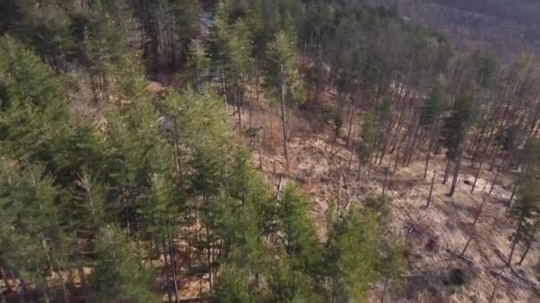 Airial top down shot of a road in a pine forest — Stok Video