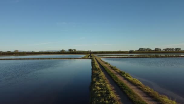 Boční vzdušný výstřel přes zatopené rýžové pole — Stock video