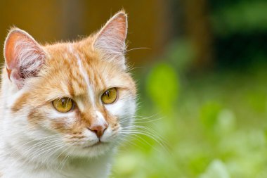 Tüylü kızıl kedi.