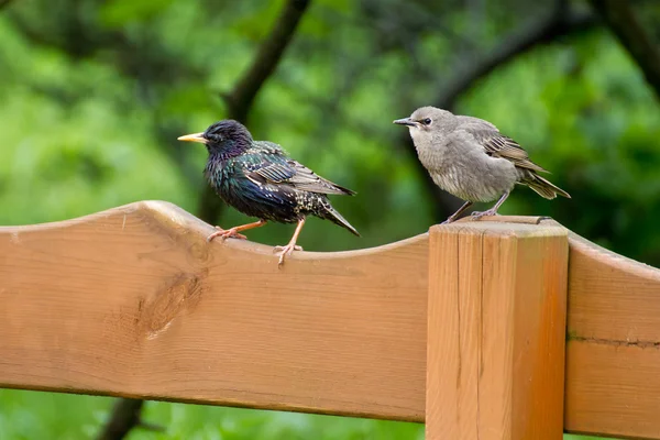 Dos pequeños pájaros. — Foto de Stock
