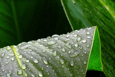 yeşil yaprakları ve yağmur damlaları