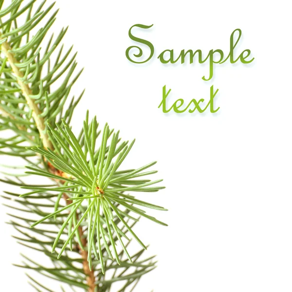 Pine branches isolated — Stock Photo, Image