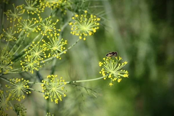 花园里的小茴香 — 图库照片