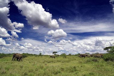 serengeti filler