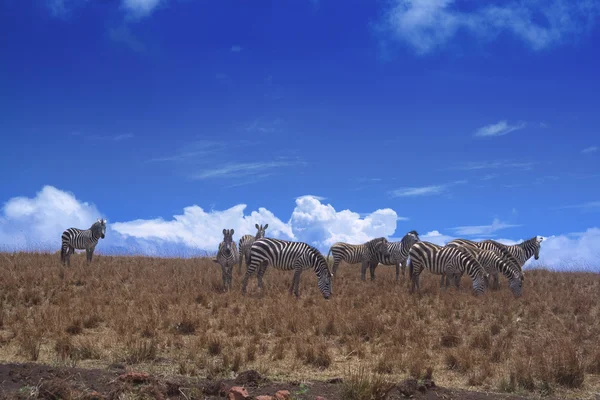 Zebras grasen — Stockfoto