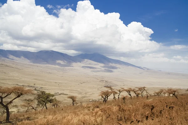 Ngorongoro nemzeti park — Stock Fotó