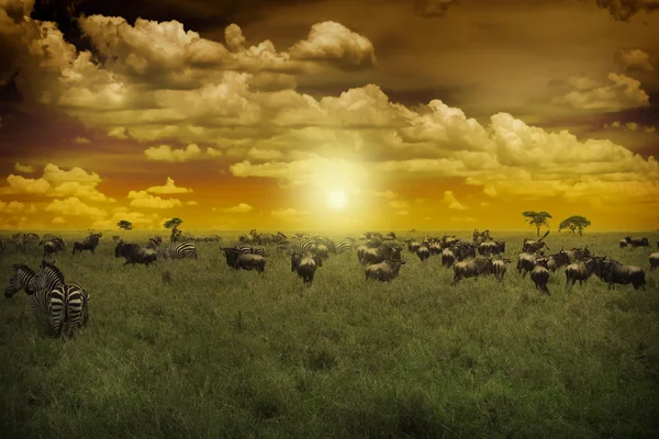 Afrika sunset — Stockfoto