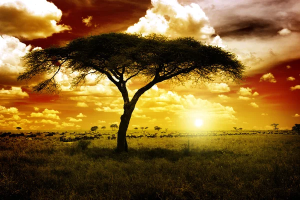 आफ्रिका सूर्यास्त — स्टॉक फोटो, इमेज
