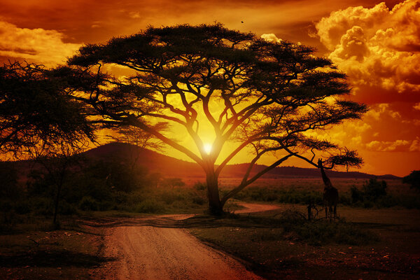African sunset in Serengeti national park Tanzania