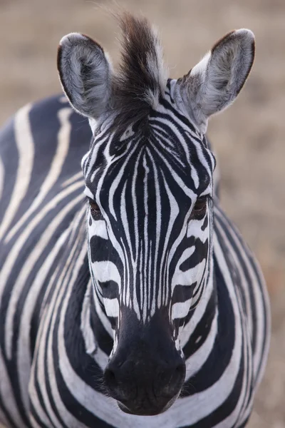 Зебра в Африке — стоковое фото