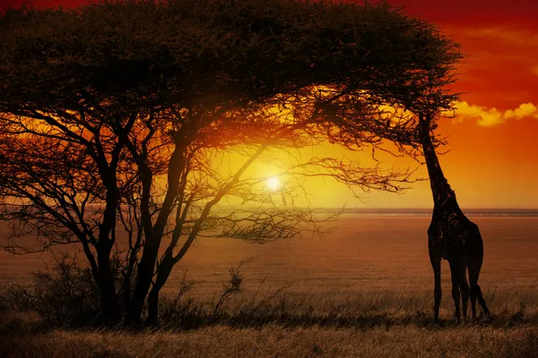 Afrika zonsondergang — Stockfoto