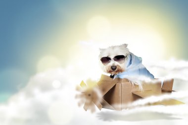 Kağıt uçağa uçan komik westie köpek