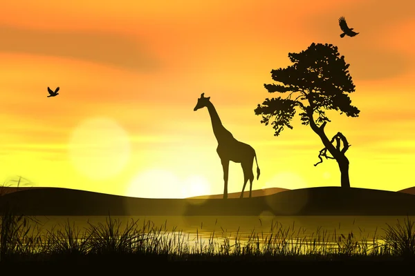 Sunset di Afrika Savannah — Stok Foto