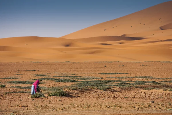 Marruecos Desierto Dunas — Foto de Stock