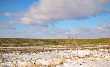 Tarım. Karla kaplı buğday tarlaları. Karların altında yeşil buğday.