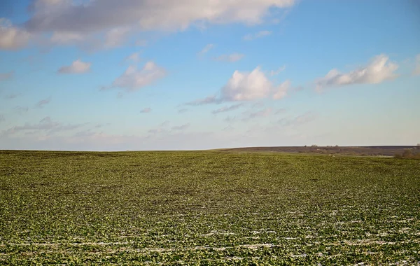 Landwirtschaft Schneebedeckte Reihen Von Weizenfeld Grüner Weizen Unter Dem Schnee — Stockfoto