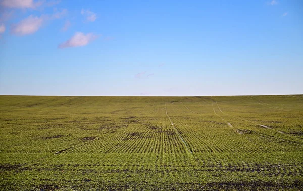 Landwirtschaft Schneebedeckte Reihen Von Weizenfeld Grüner Weizen Unter Dem Schnee — Stockfoto